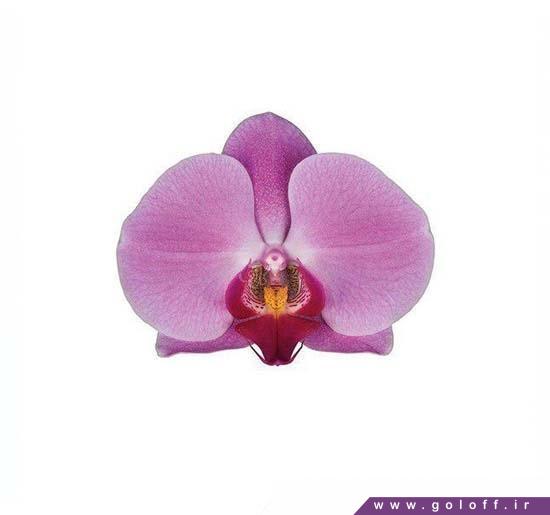 فروش آنلاین ارکیده فالانوپسیس سورابایا - Phalaenopsis Orchid | گل آف
